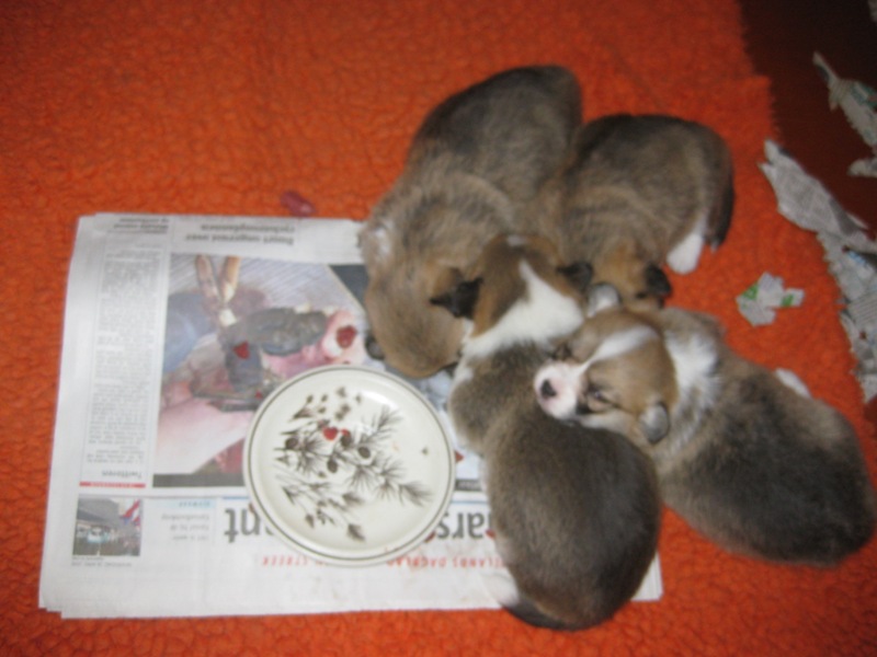 Puppies